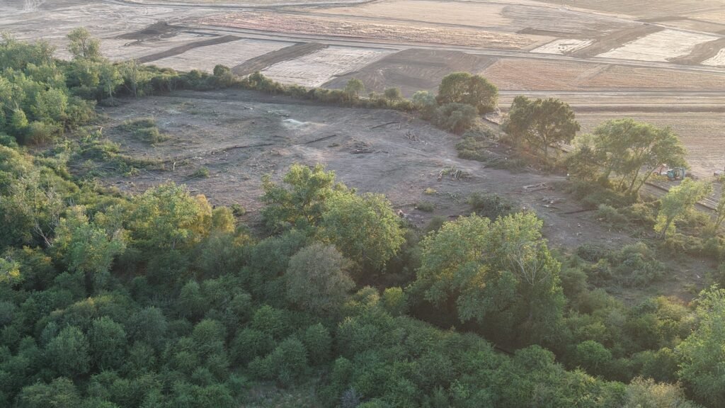 Trees felled in the Core Zone
